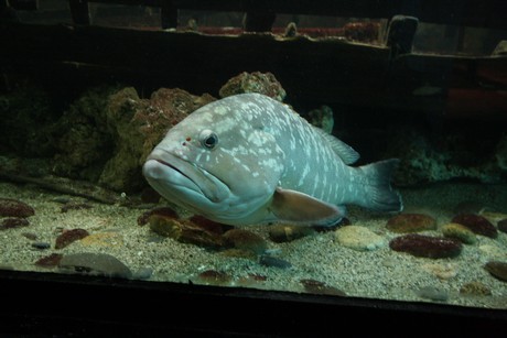 aquarium