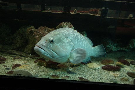 aquarium
