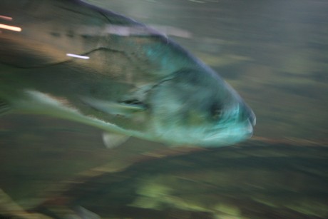 aquarium