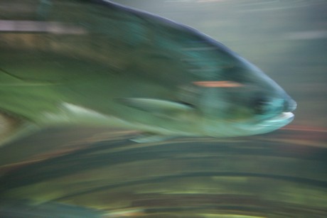 aquarium
