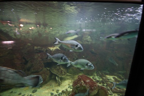 aquarium