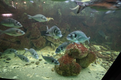 aquarium