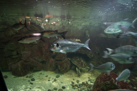 aquarium