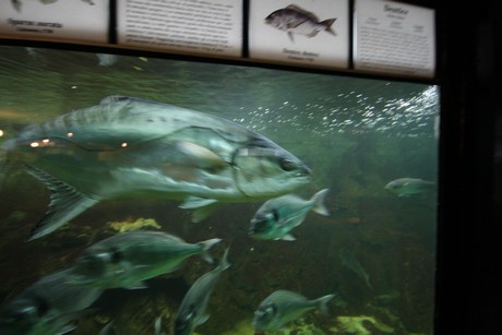 aquarium