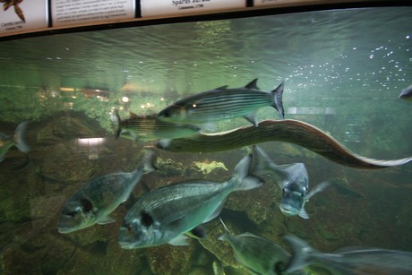 aquarium