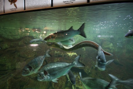 aquarium