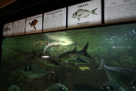 aquarium