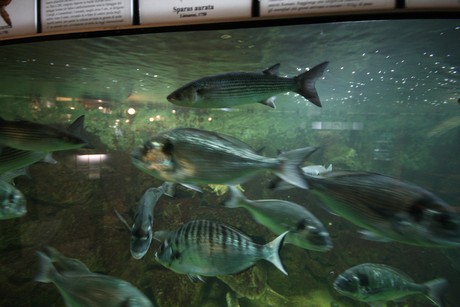 aquarium