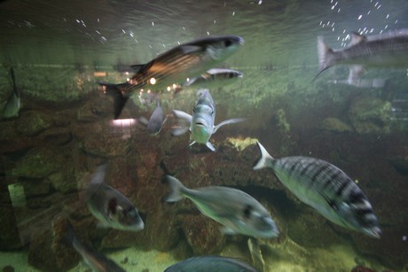 aquarium