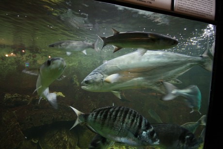 aquarium