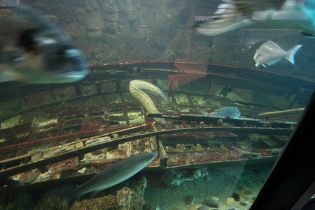aquarium