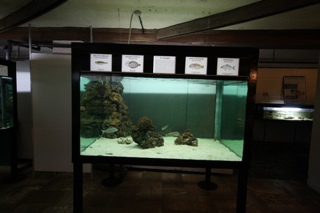 aquarium