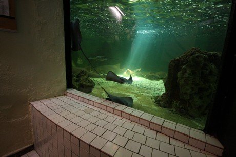 aquarium