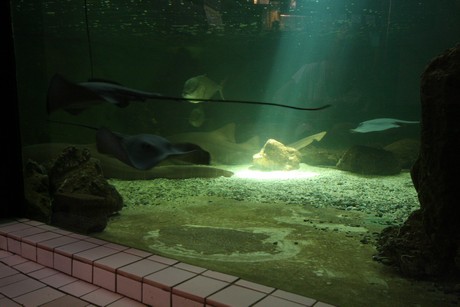 aquarium