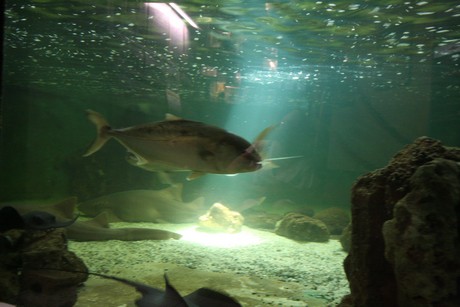 aquarium
