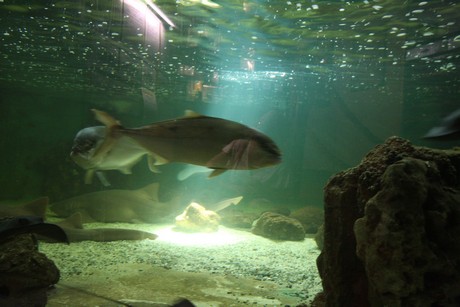 aquarium