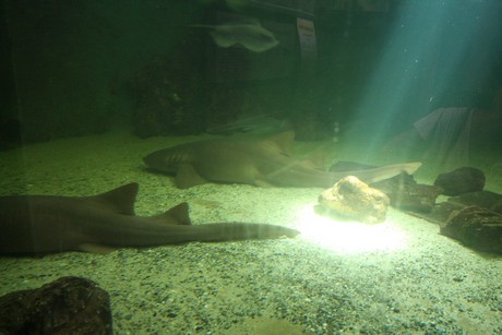 aquarium
