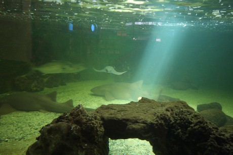 aquarium