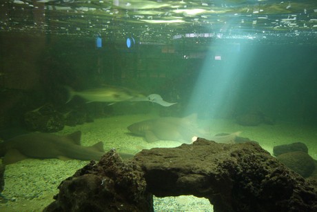 aquarium