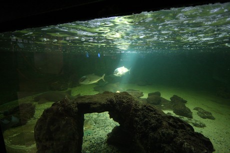 aquarium