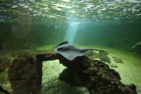 aquarium