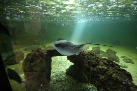 aquarium
