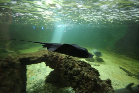 aquarium