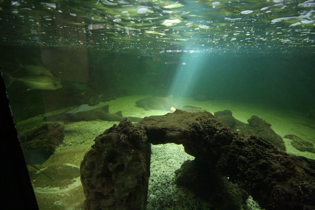 aquarium