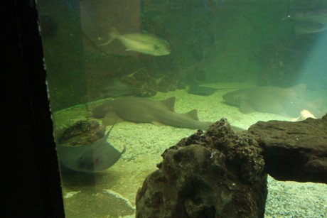 aquarium