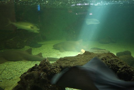 aquarium
