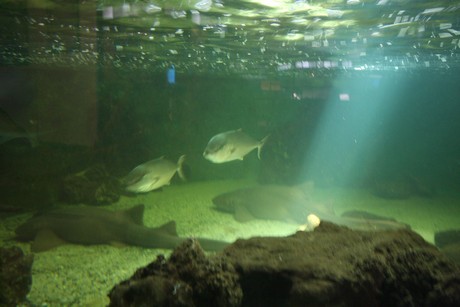 aquarium