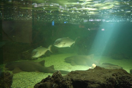 aquarium