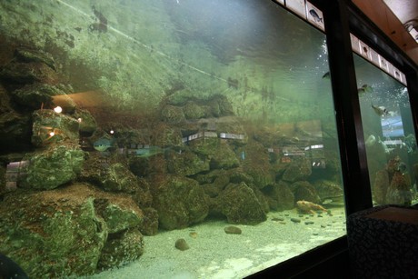 aquarium