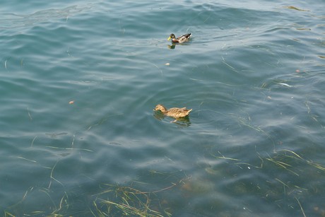iseo
