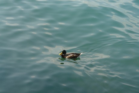 iseo