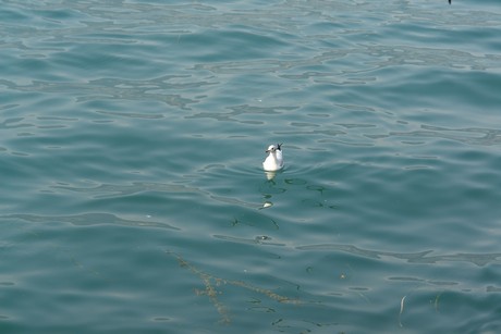 iseo