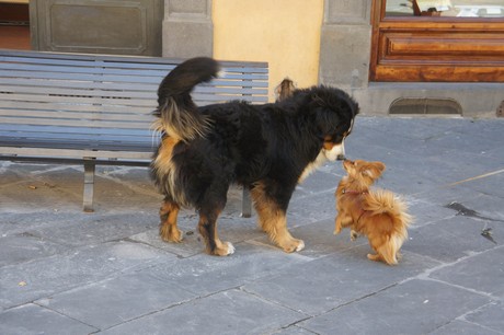 lucca