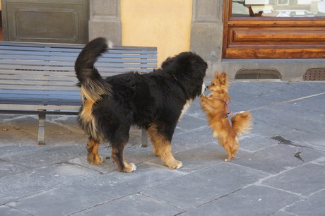 lucca