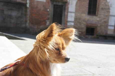 lucca