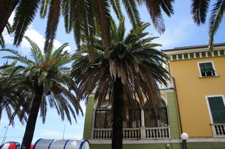 moneglia