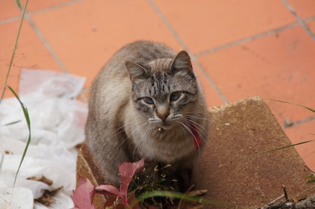 perinaldo