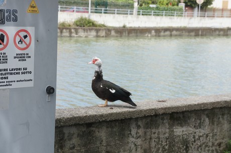 riva-trigoso