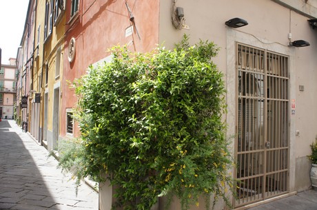 sarzana